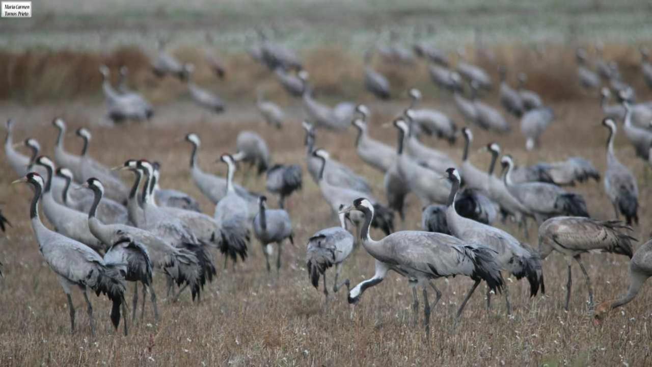 Casas Rurales La Laguna Y La Buhardilla De La Lagu Gallocanta Zewnętrze zdjęcie