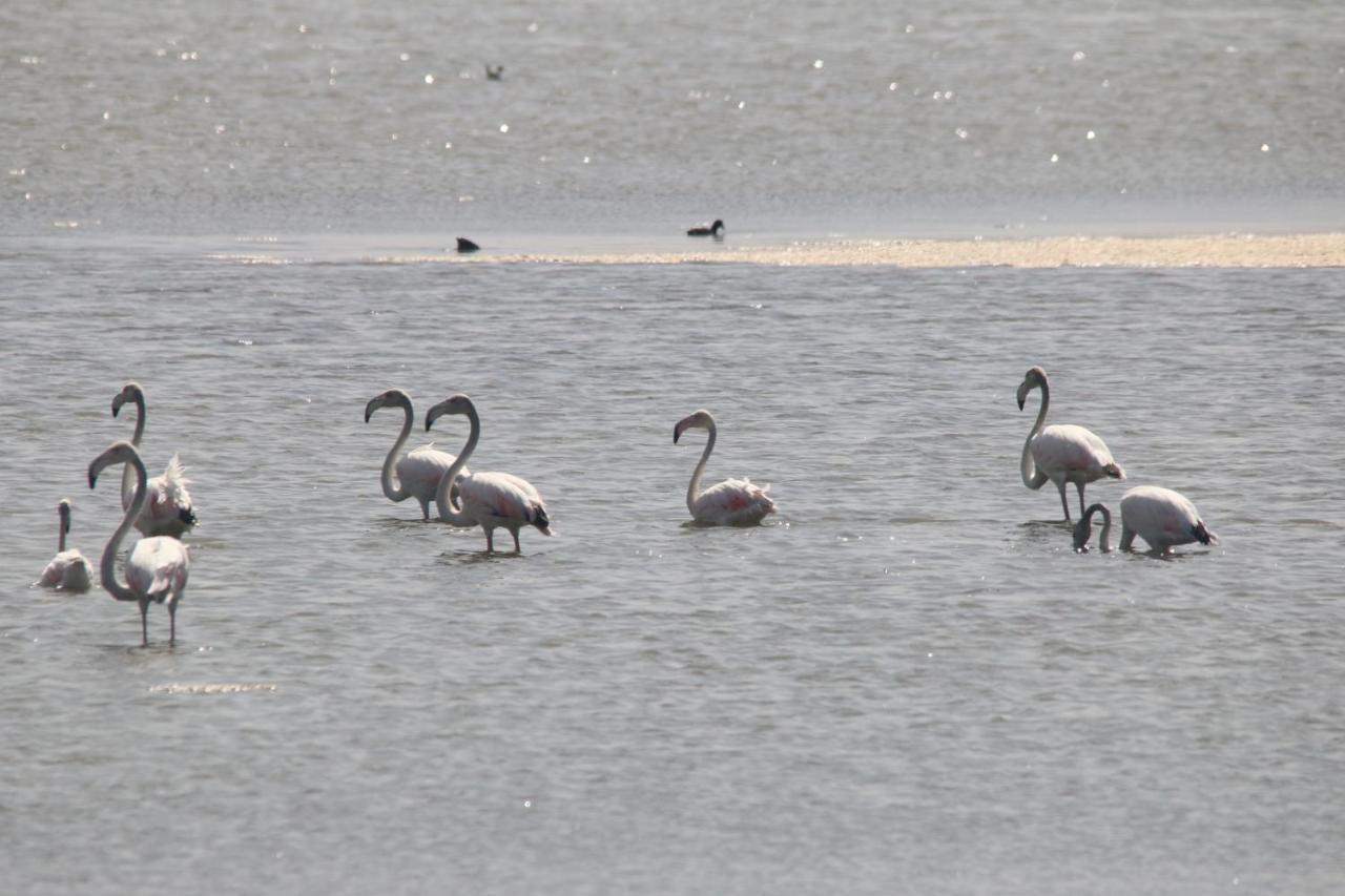 Casas Rurales La Laguna Y La Buhardilla De La Lagu Gallocanta Zewnętrze zdjęcie